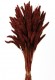 SETARIA 75CM MARRON