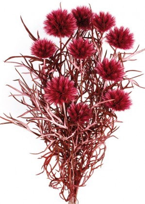 ECHINOPS PRES CEREZA