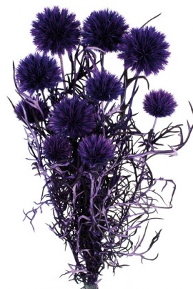 ECHINOPS PRES MORADO