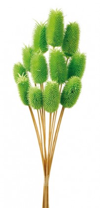 CARDO MINI VERDE PISTACHO