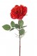 ROSE OUVERTE 75CM ROJA