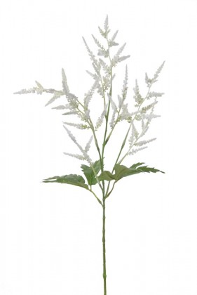 ASTILBE 60CM CRÈME