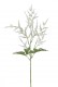 ASTILBE 60CM CRÈME