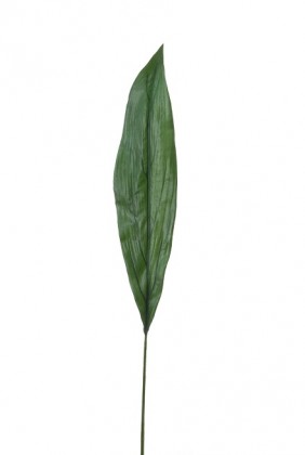 FEUILLE ASPIDISTRA 80CM.