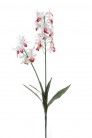 ORCHIDEE DENDROBIUM 51CM BLANCO/ FUCSIA