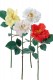 ROSE OUVERTE SAUVAGE MIX X4