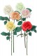 ROSE OUVERTE SAUVAGE MIX X6