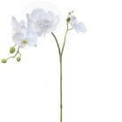 PHALAENOPSIS 60CM BLANCO