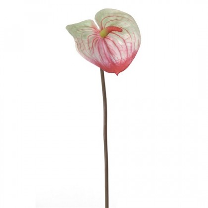 ANTHURIUM 60CM VERD/CÉRISE