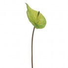 ANTHURIUM 60CM VERD