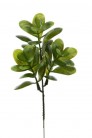 PODOCARPUS PICK 22CM PAQ X 6UNI