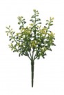 PIC SKIMMIA 20CM