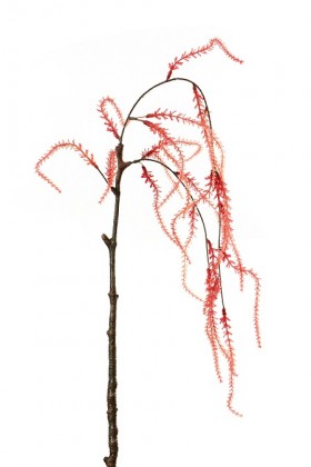 AMARANTHUS 65CM ROUGE