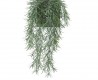 PODOCARPUS CHUTE 56CM VERT POUBRE HEADER