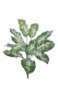 DIEFFENBACHIA 45CM VERT/BLANC