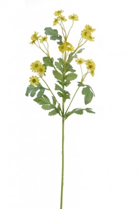 MARGUERITES X24