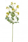 MARGUERITES X24