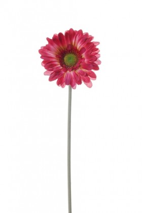 GERBERA FUCSIA