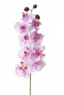 PHALAENOPSIS 100 CM MAUVE