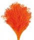 BROOMS NARANJA VIVO