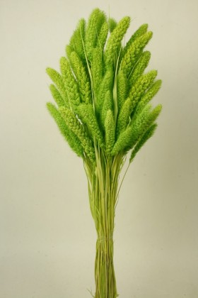 SETARIA 75CM VERDE PISTACHO