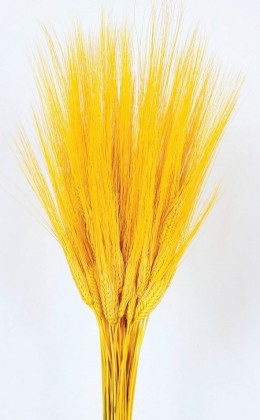 TRITICUM AMARILLO