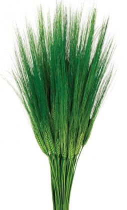 TRITICUM VERDE