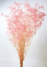 GYPSOPHILLA PRES. ROSA