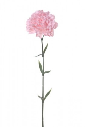 OEUILLET CLAVEL 67 CM ROSE