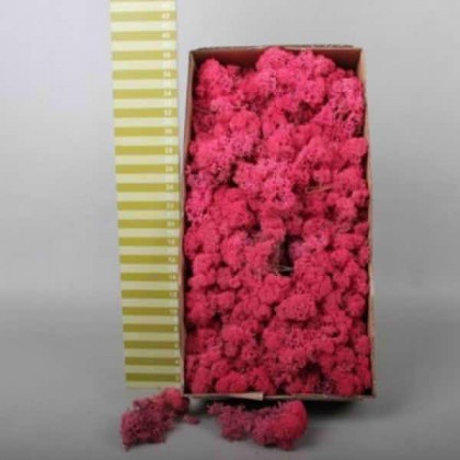 MUSGO RENO 500G (FUCSIA)