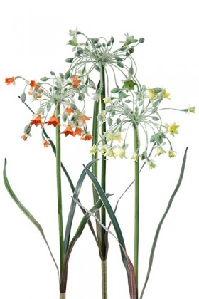 ORNITHOGALUM MIX X3