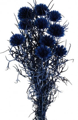 ECHINOPS PRES AZULON