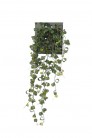 FICUS CHUTE 50CM VERT HEADER