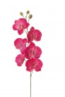 ORCHIDEE FUCSIA