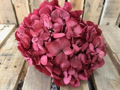 HORTENSIA PRESERVADA RUBY RED.