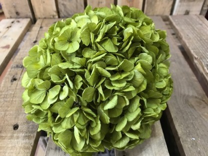 HORTENSIA PRESERVADA LIGHT GREEN.