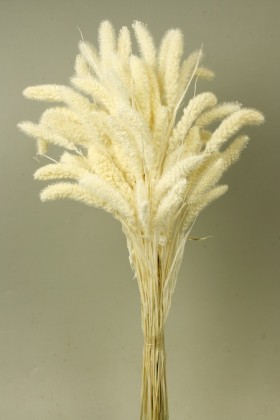 SETARIA 75CM BLANCO