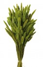 SETARIA 75CM VERDE CLARO