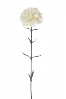 OEUILLET CLAVEL 67 CM CREME