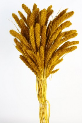 SETARIA 75CM OCRE