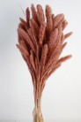 SETARIA 75CM LILA RADIANT ORQUID