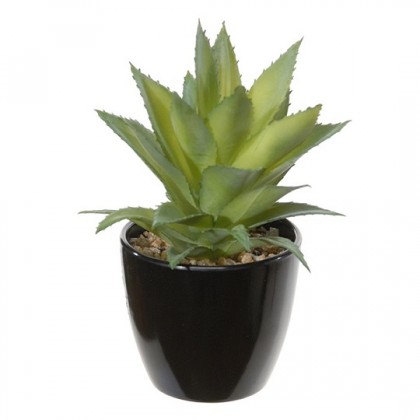 SUCCULENT MACETA 16CM