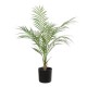 ARECA 60CM VERT