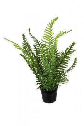 NEPHROLEPIS 38CM VERT