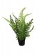 NEPHROLEPIS 38CM VERT