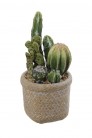 CACTUS MIX MACETA 26CM