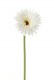 GERBERA 58 CM BLANC