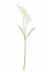 FREESIA 65CM BLANCA