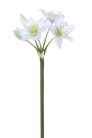 EUCHARIS 60CM BLANCO