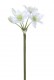 EUCHARIS 60CM BLANCO